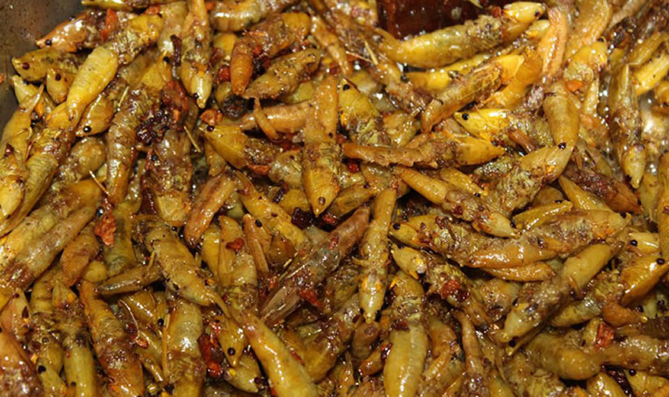 Nsenene (Local Delicacy in Uganda)