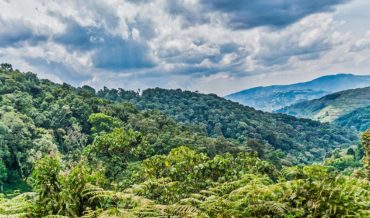 Top 3 Breathtaking Forests in Uganda