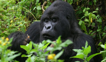 Top Activities to Do with Gorilla Trekking