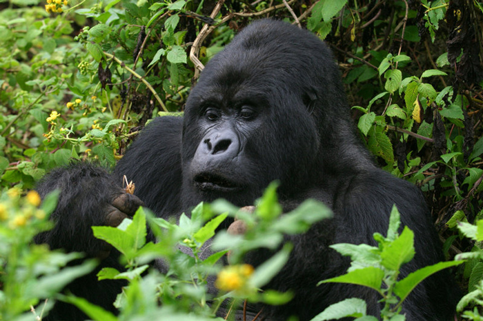 Top Activities to Do with Gorilla Trekking